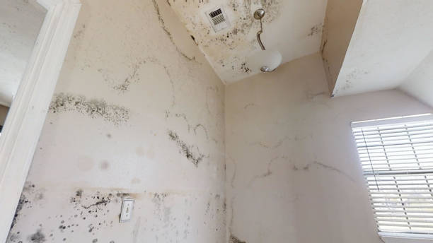 Best Black Mold Removal  in Bountiful, UT