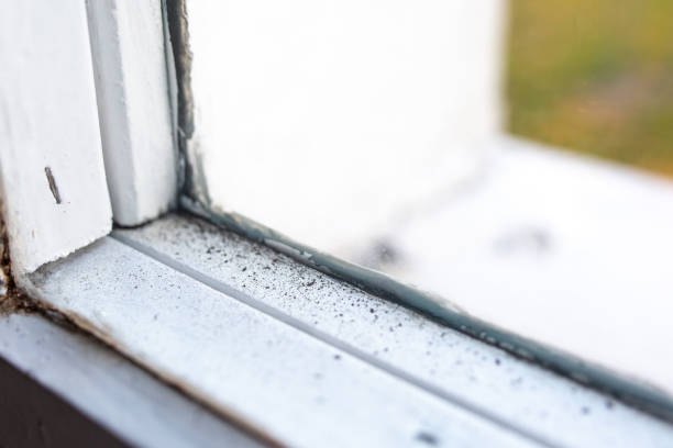 Best Airborne Mold Testing  in Bountiful, UT