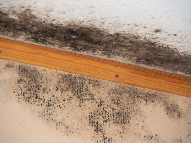 Best Asbestos and Lead Testing During Mold Inspection  in Bountiful, UT