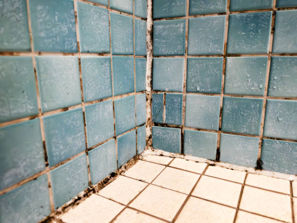 Best Mold Odor Removal Services  in Bountiful, UT