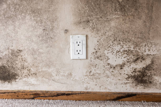 Best Post-Remediation Verification Testing  in Bountiful, UT