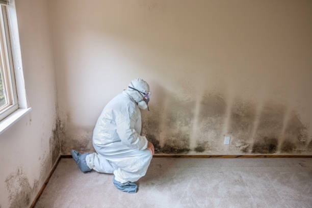 Best Airborne Mold Testing  in Bountiful, UT