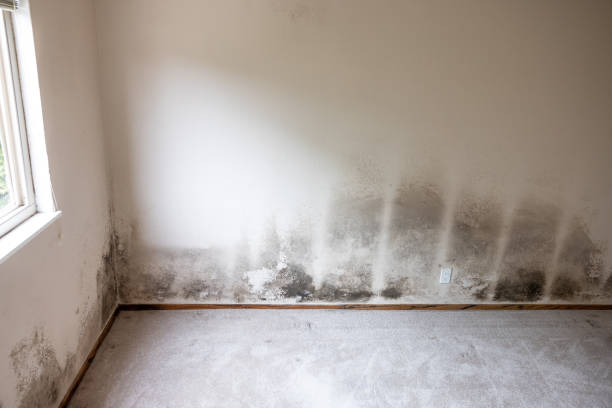 Best Mold Damage Restoration  in Bountiful, UT