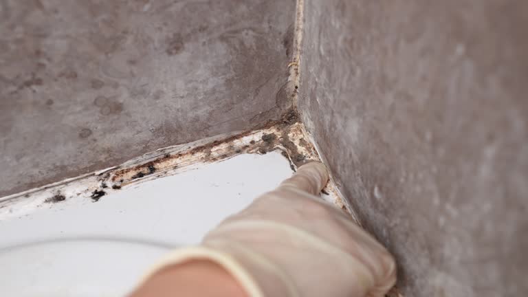 Best Mold Prevention Services  in Bountiful, UT